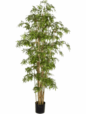 Bamboo Japanese