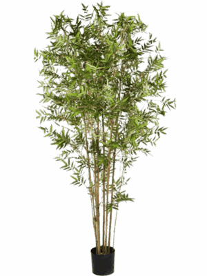 Bamboo Japanese Oriental