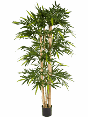 Bamboo New Giant