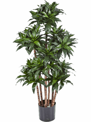 Dracaena Fragrans Compacta