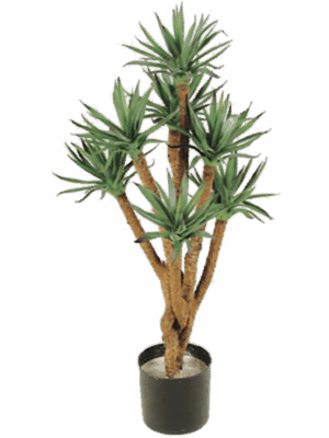 Agave