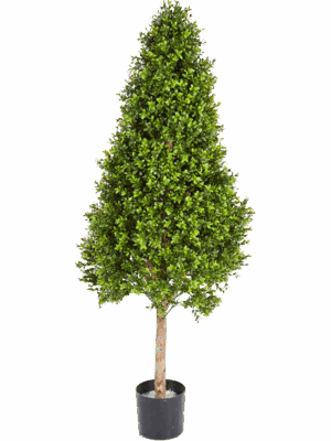 Boxwood