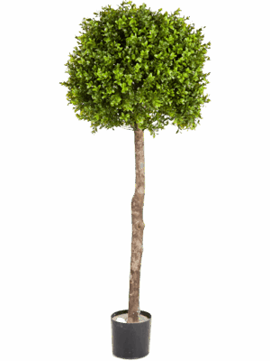 Boxwood