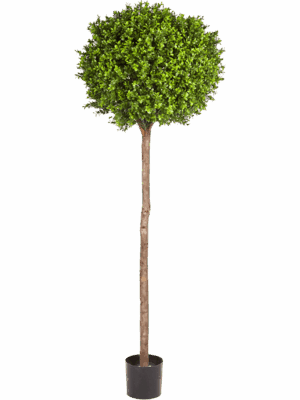 Boxwood