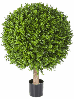 Boxwood