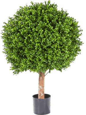 Boxwood