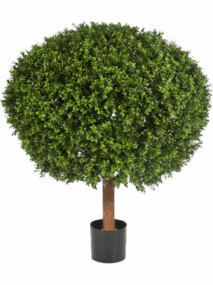 Boxwood