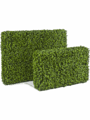 Boxwood