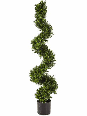 Boxwood