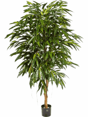 Ficus Longifolia
