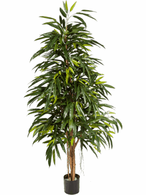 Ficus Longifolia