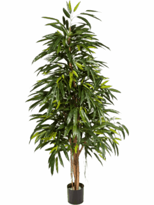 Ficus Longifolia