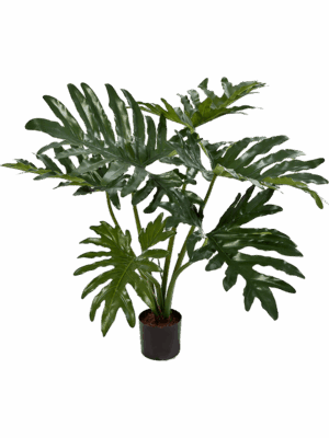 Philodendron
