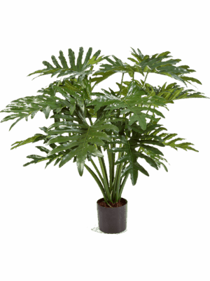 Philodendron