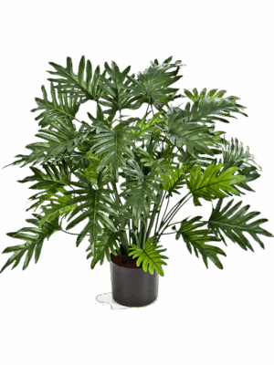 Philodendron