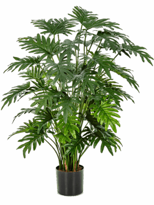 Philodendron Selloum