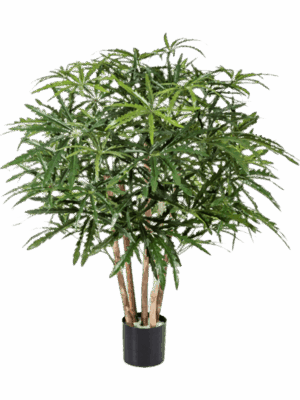 Aralia