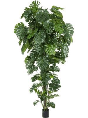 Monstera Deliciosa