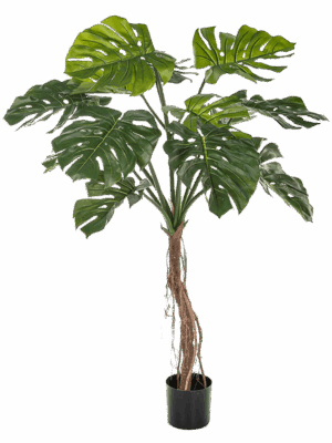 Split Philo Root Tree