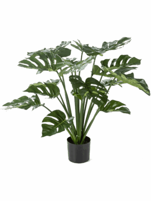 Monstera Deliciosa