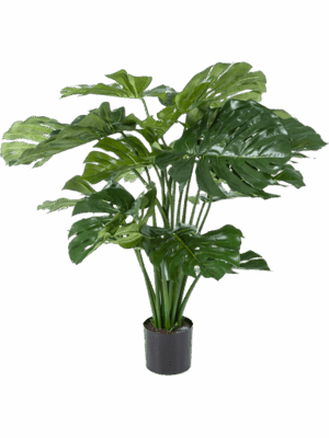 Monstera Deliciosa