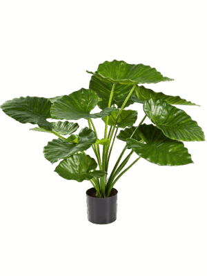 Alocasia Calidora