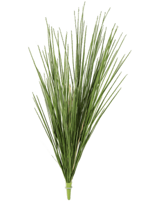 Honey Grass