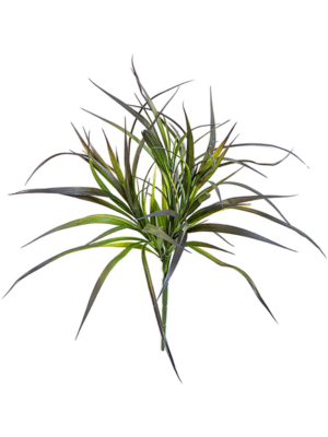 Small Grass