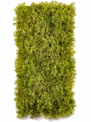Moss