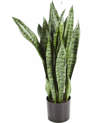 Sansevieria