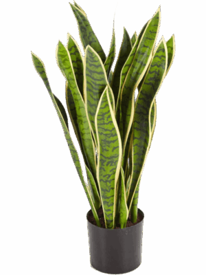 Sansevieria