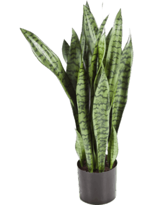 Sansevieria