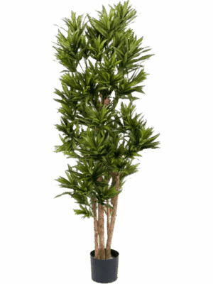 Dracaena Reflexa
