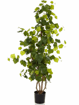 Ivy