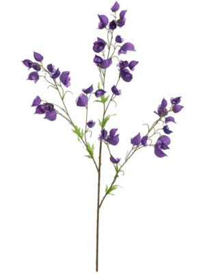 Aconitum