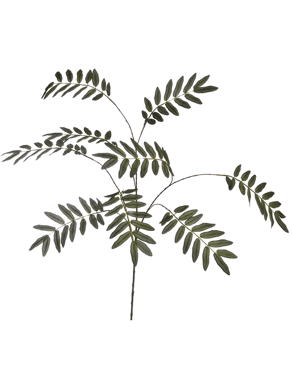 Elderberry