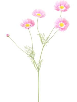 Cosmos