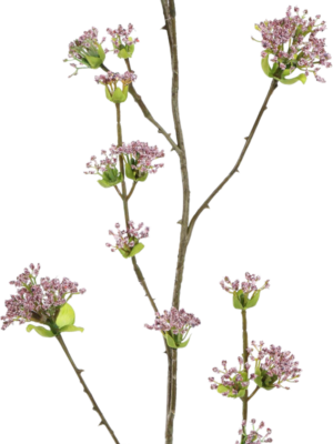 Cornus