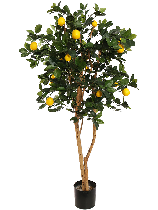 Golden Lemon