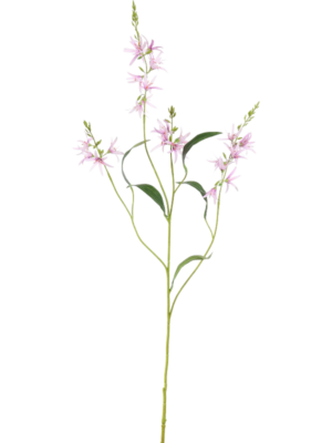 Camassia