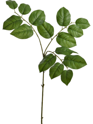 Leaf