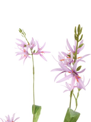 Camassia