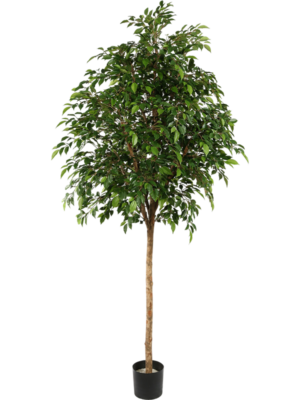 Ficus Natasja