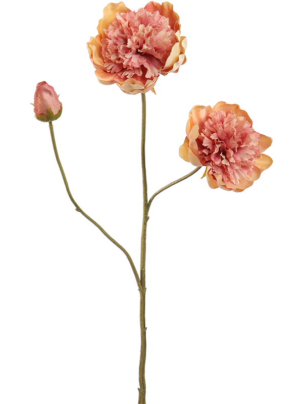 Open Peony