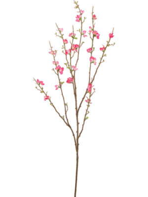 Blossom