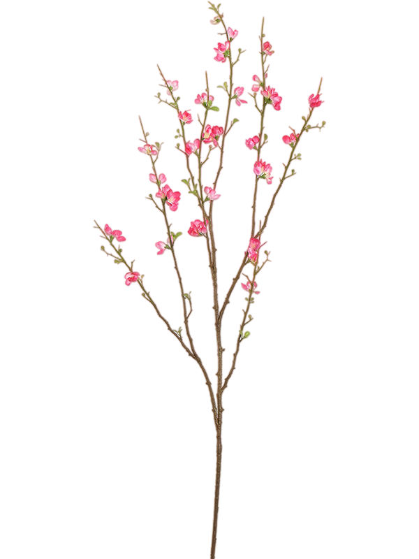 Blossom