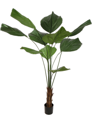 Licuala Grandis