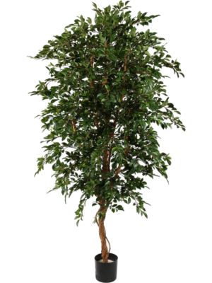 Ficus Folia