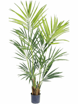 Kentia