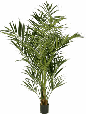 Kentia